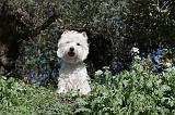 WESTIE 020